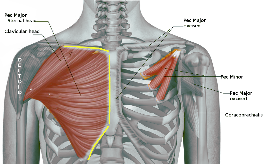 Pectoralis major and minor muscle anatomy