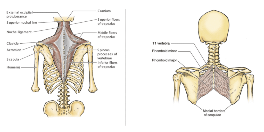 Trapezius and rhomboid muscle anatomy