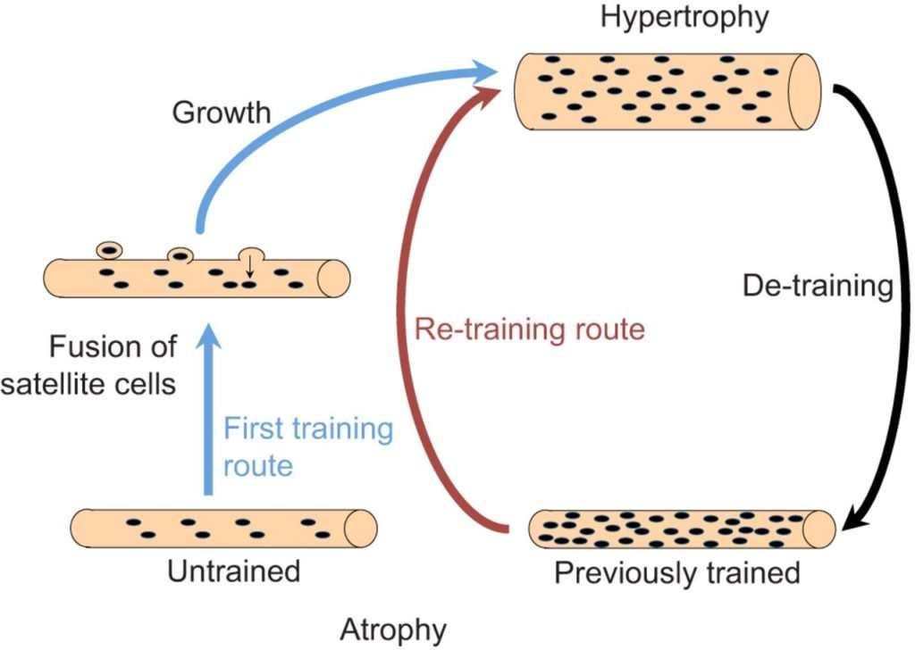 Schematic diagram of core muscle function