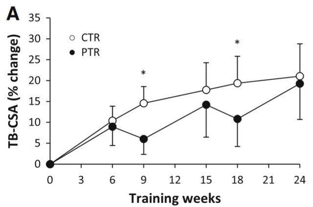 Beginner 24-week muscle hypertrophy changes, detraining vs continuing training