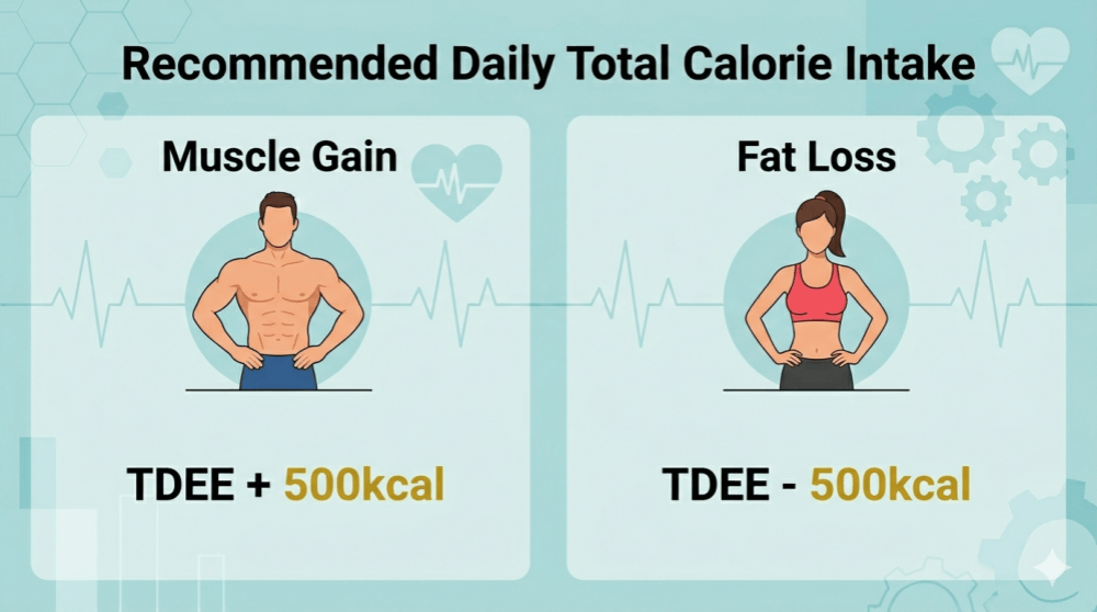 Recommended daily calorie intake for muscle gain (TDEE+500) and fat loss (TDEE-500).